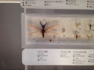 写真 1 (11)